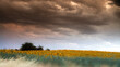 © ADDICTIVE STOCK - Stormy skies over a vibrant sunflower field