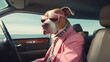 gorgeous pit bull dog driving a car	
