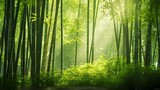 Fototapeta Dziecięca - Panoramic view of the green bamboo forest in a sunny day