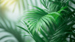palm leaves background,blurry palm leaves against grey background light emerald green soft shadow and warm light