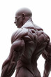 muscular man 3d model