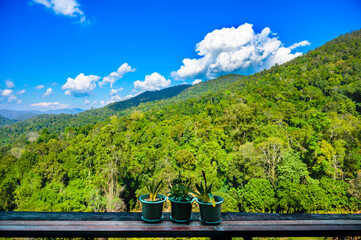 Wall Mural - Potted plants on the coffee table and mountain view background