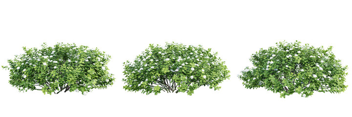 Poster - Spiraea betulifolia trees isolate transparent background.3d rendering PNG