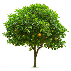 Poster - orange fruit tree forest PNG transparent background