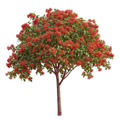 Wall Mural - Rowan Tree or red fruit and red flower tree transparent PNG 