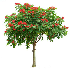 Wall Mural - Rowan Tree or red fruit and red flower tree transparent PNG 
