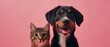 Dog and cat sitting together on pink background and looking at camera. Pets posing. Friendship between dog and cat.