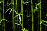 Fototapeta Łazienka - Bamboo forest with raindrops on the leaves,  Natural background