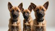 Tres cachorros pastor belga malinois sobre fondo blanco
