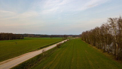 Wall Mural - This aerial photograph captures an expansive farmland road flanked by towering rows of trees on either side, creating a natural corridor that leads the eye toward the horizon. The road is a striking