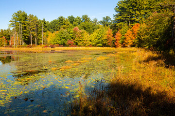 Wall Mural - Colorful fall foliage on shoreline of Pine Acres Pond, Connecticut.