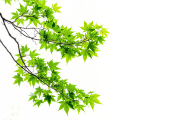 Wall Mural - green maple leaves branches of tree on corner of picture png transparent file