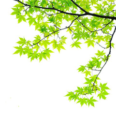 Wall Mural - green maple leaves branches of tree on corner of picture png transparent file