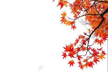 autumn maple leaves branches of tree on corner of picture png transparent file