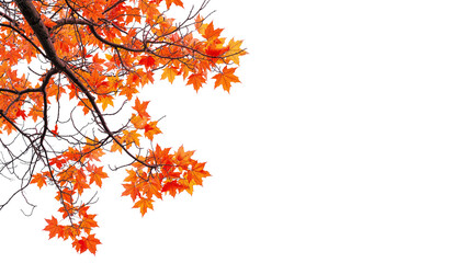 Wall Mural - autumn maple leaves branches of tree on corner of picture png transparent file
