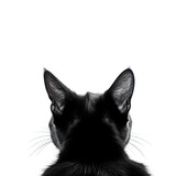 Fototapeta Koty - black cat on a white background, isolated background, cat, kitten, studio light, clip-art, close-up scene