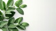 Sage leaves in a clean white backdrop like a frame with a big text space inside of it, herbal leaves for medicine use, Generative AI.