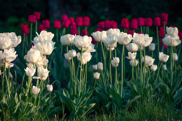 Sticker - Blooming white and red tulips flowers in Netherlands countryside. Wonderful spring view of tulip farm. Beautiful floral background.