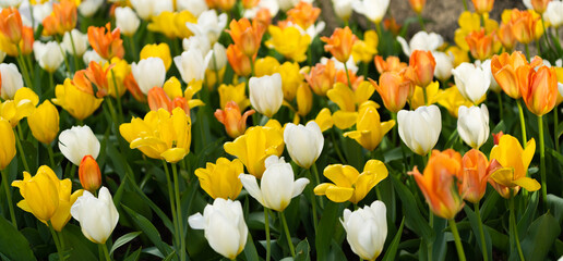 Wall Mural - Bright blooming flower in nature. Tulip field background. Flower of tulip. Flowering nature closeup. Macro of flowering tulip. Tulip flower. Natural flower. Flora nature. Horticultural cultivation