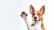 Happy cute brown and white basenji dog smiling and giving a high five isolated on white background.

