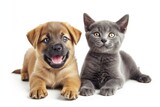 Fototapeta Zwierzęta - Portrait Of Bouncing, Happy Puppy And Gray Cat On White Background