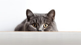 Fototapeta Koty - British Shorthair cat looking directly into the camera on a white background. Generative AI