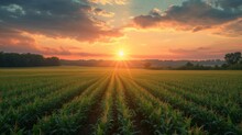 Beautiful Corn Field At Sunrise