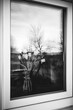 © Hanna - A bouquet of tulips is reflected in the window glass close-up. Black and white photo. Melancholy mood. The concept of nostalgia, parting, loneliness and sadness. Gone youth. Day of Remembrance.