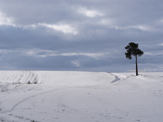 Lonely tree standing following a snowy field