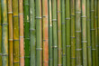 Bamboo. Pukeinoi. Coast West New Zealand.