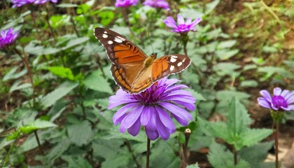 Canvas Print - brown and red butterfly perched on purple flower