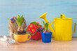 Spring gardening concept; Young hyacinth fowers in pots, watering can and gardening tools on a blue wooden background