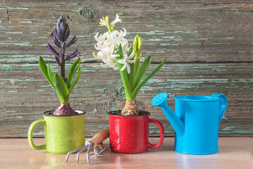 Wall Mural - Spring gardening concept; Blue and white hyacinth flowers in mugs, blue watering can and gardening tools on a wooden background