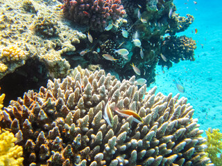  Beautiful coral reef in the Red Sea