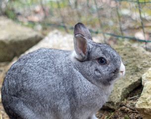 Adorable Grey Bunny with Blue Eyes