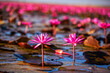Red Lotus Sea, Nong Han Lake, Udon Thani Province, travel concept Beautiful Nature Landscape in thailand red Lotus sea in the morning.