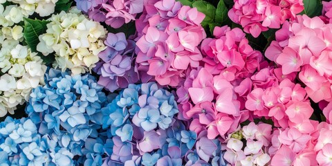 Wall Mural - Background of Hydrangea flowers blossom