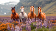 Adorable Icelandic horses in a pasture with mountains and lupines in the background