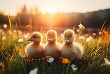 Charming Little Ducklings Enjoying The Outdoor Scenery With Ample Copy Space On Lush Green Grass