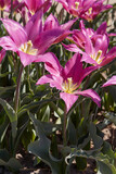 Fototapeta Sypialnia - Tulip Maytime, purple flowers and field in spring sunlight