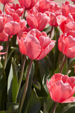 Fototapeta Sypialnia - Tulip Pink Impression flowers in spring sunlight