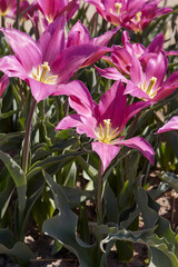 Wall Mural - tulip maytime, purple flowers and field in spring sunlight