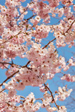 Fototapeta Sypialnia - Cherry tree blossom, branches with pink flowers texture background in a sunny spring day, blue sky