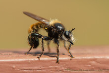 Laphria Flava - Bumblebee Robberfly - Laphrie Jaune