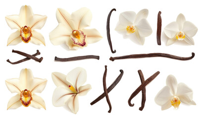 Poster - Collection of vanilla orhid flowers and vanilla sticks