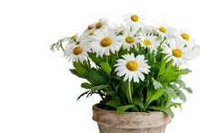 Daisy Plant In A Pot On Transparent Background
