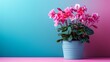 cyclamen flower in pot on minimalist vivid background, large copyspace area