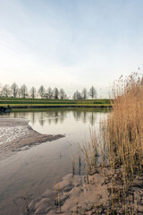 Sticker - Yellowed reeds on the bottom at low tide in the river. The photo was taken along the Dutch river Lek on a slightly cloudy day in the winter season.