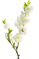 Wall Mural - Branch with delicate white ornamental plum flowers and a bee. soft selective focus, shallow depth of field.
Isolate on white. PNG format available
