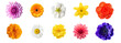 Set of colorful flowers blossoms isolated on transparent PNG background. Dahlia, Gerbera, Daisy, Jasmine, Begonia, Daffodil, Marigold, Anemone, Chrysanthemum